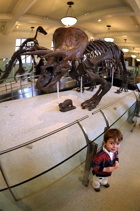 Перипетии эволюции фото превью