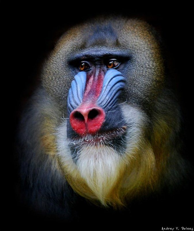 автопортрет маслом фото превью