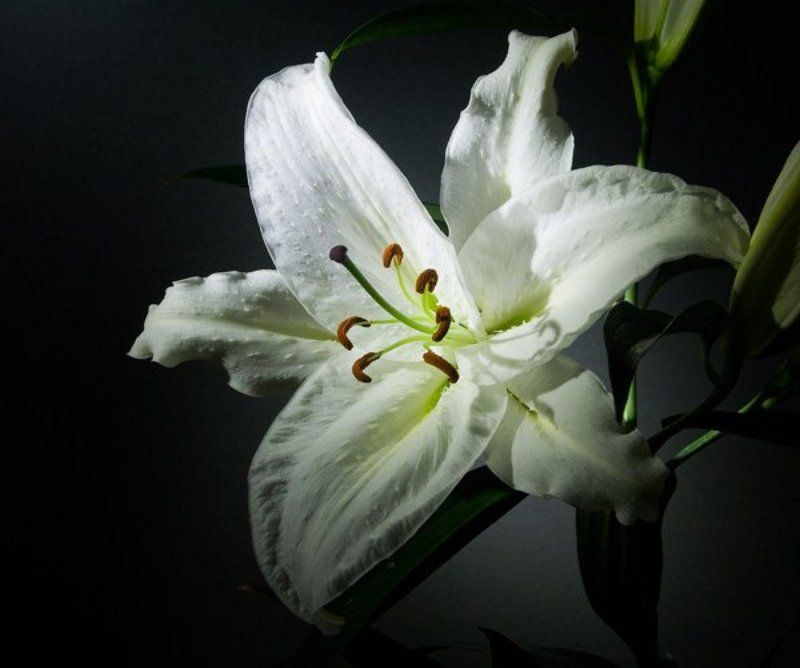 Цветовочек фото превью