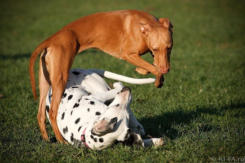 Чехарда фото превью