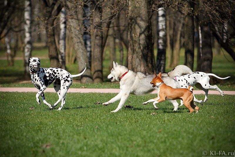Погоня фото превью