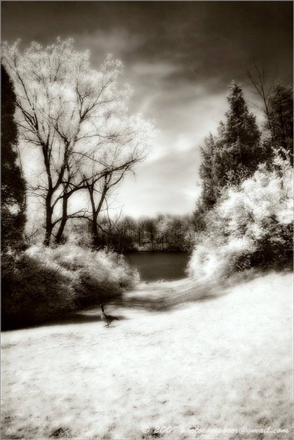 ик, пейзаж, infrared, инфракрасный, инфракрасное, pilgrim, hoya r72, pentax dl, Pilgrim