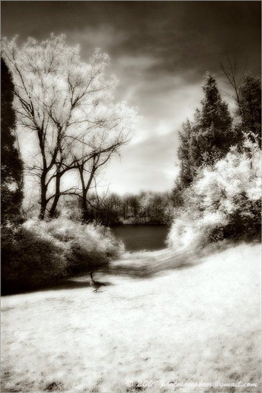 ик, пейзаж, infrared, инфракрасный, инфракрасное, pilgrim, hoya r72, pentax dl Сентиментальная прогулка.... фото превью