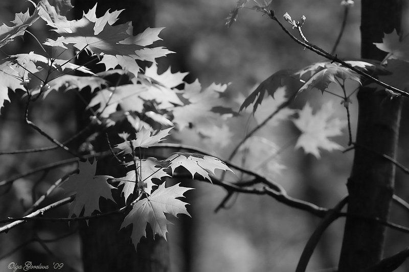 весна, природа, лес, клен, чб моя весна... фото превью