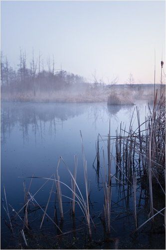 Утро на болоте