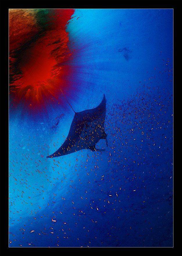 мультиэкспозиция,манта,мальки, взрыв цвета, взрыв мозга, азотка, Нарчук Андрей