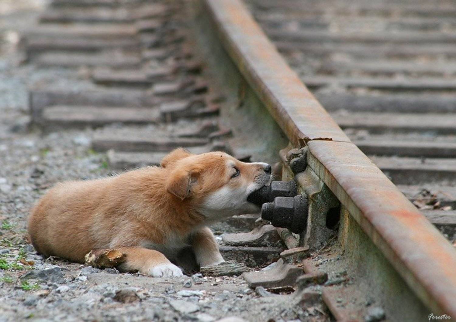 собаки, животные, щенки, Баяндин Алексей