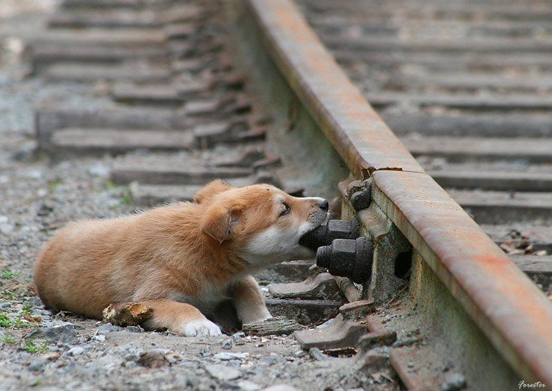 собаки, животные, щенки Партизан фото превью