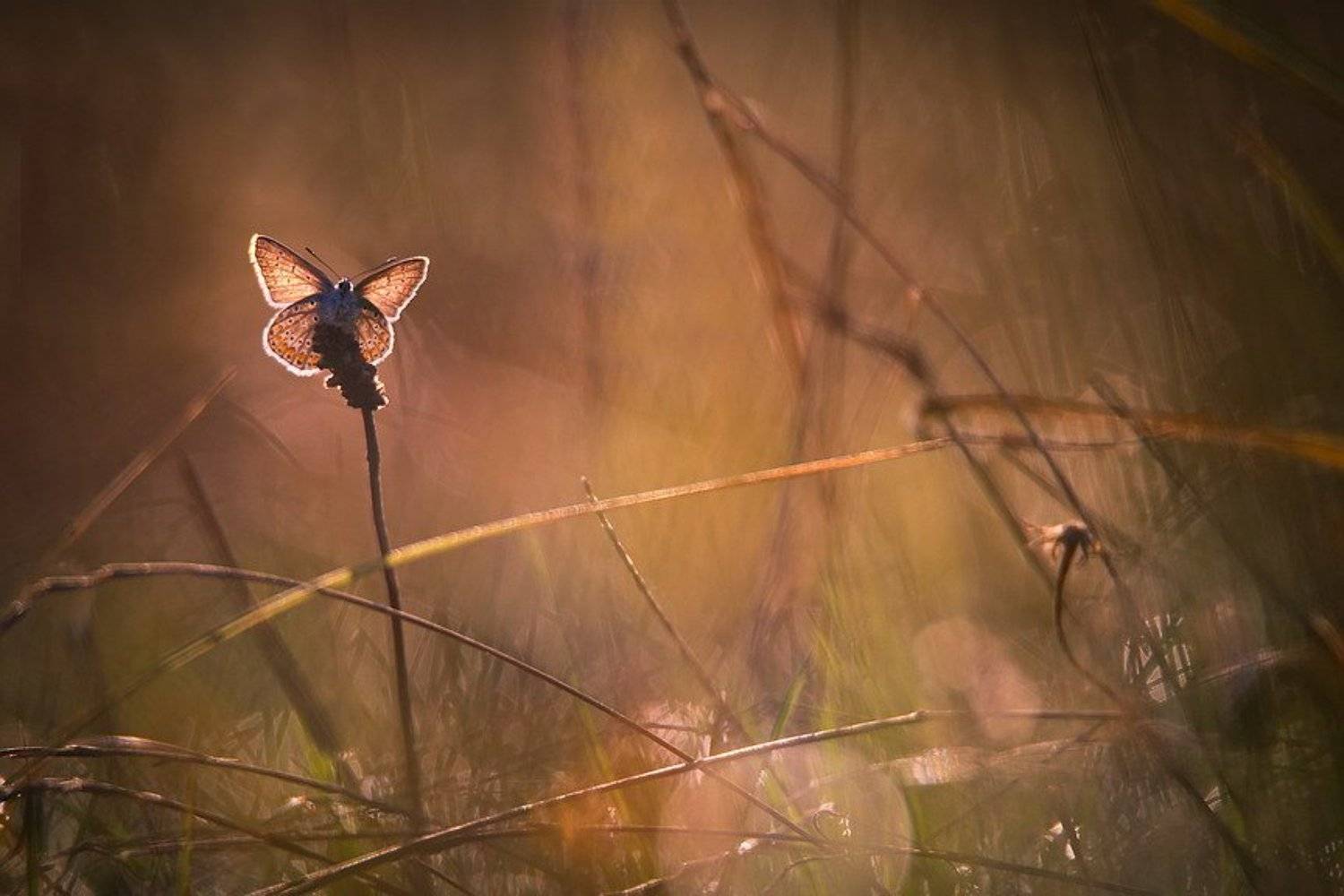 , Вячеслав Мищенко