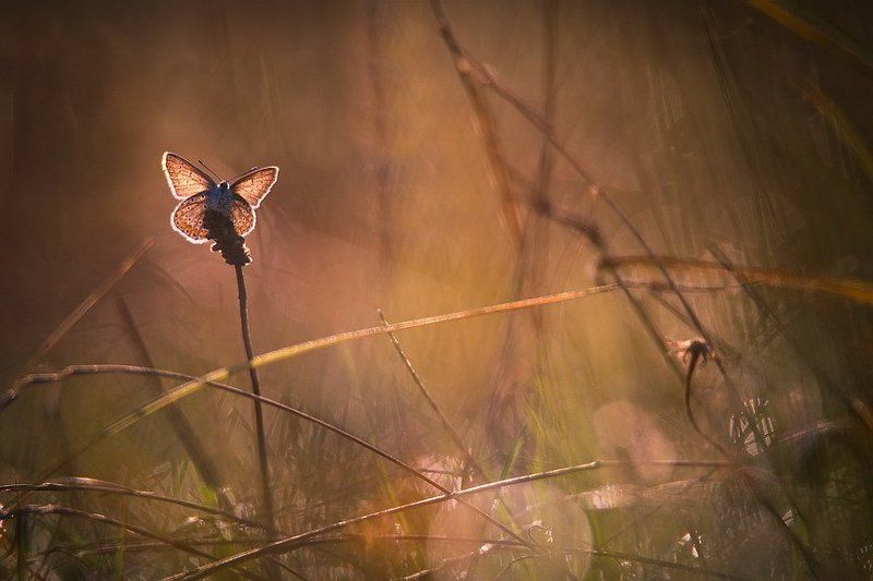 Цветочек. фото превью