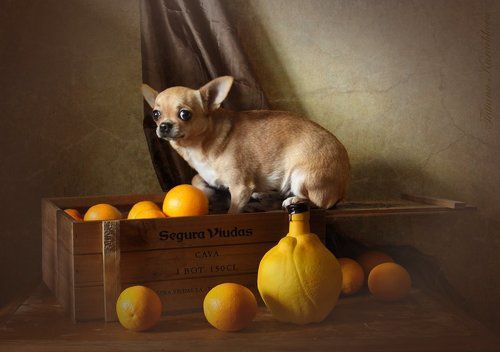 Миф о Чебурашке