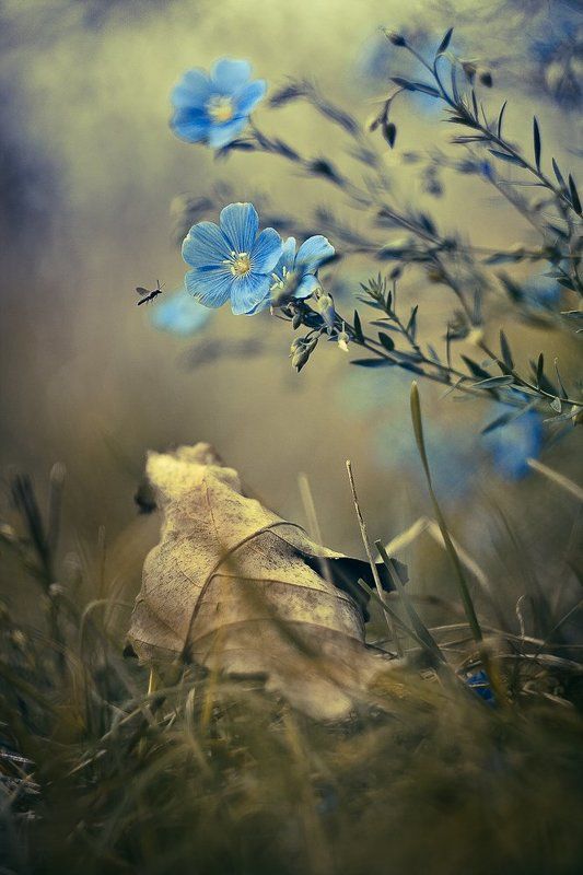 Charming blue фото превью