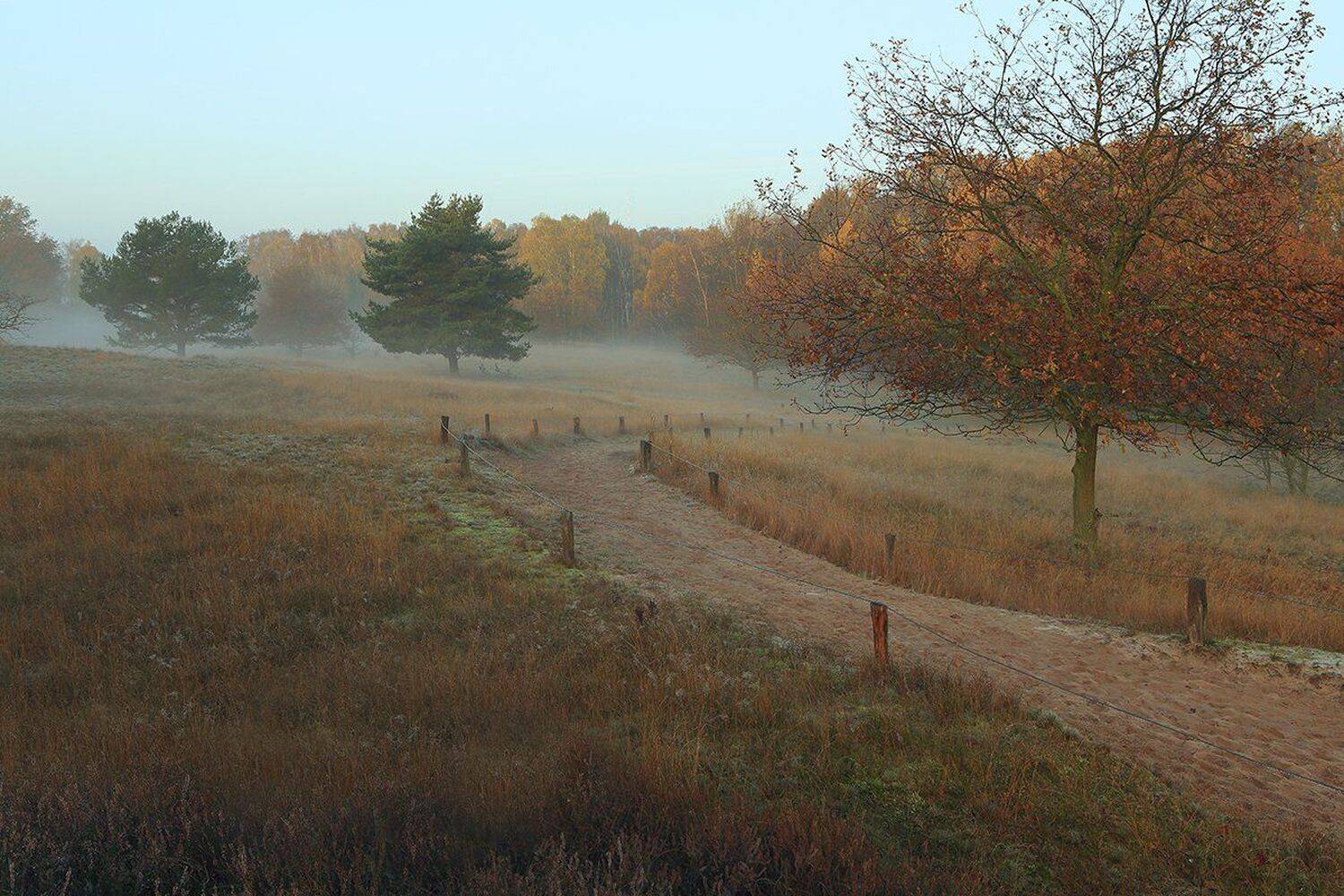 , Игорь Дубровский