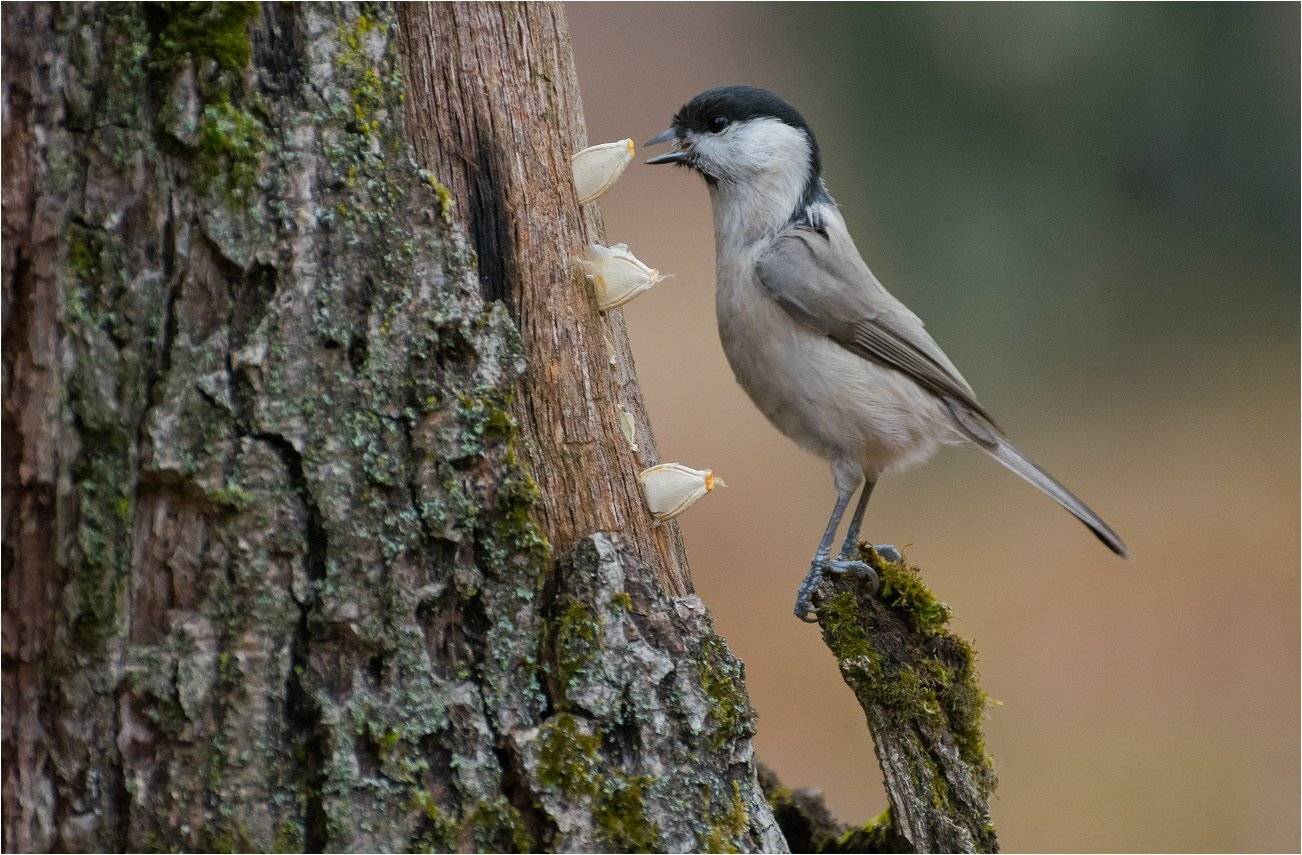 , Руслан Сигушин