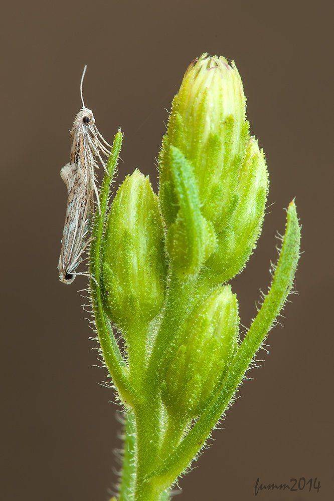 , Игорь ФУММ