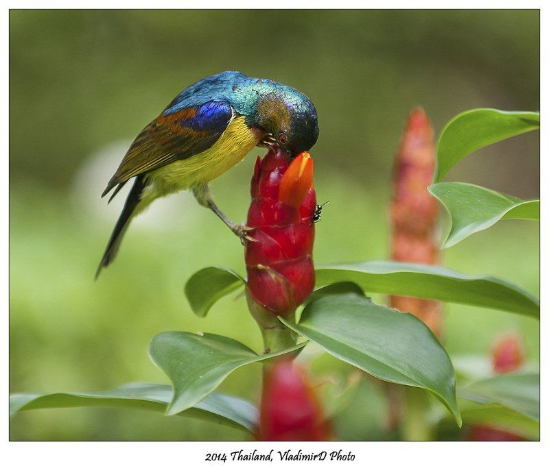 Нектарница, Птица Немного солнца в холодной воде. фото превью
