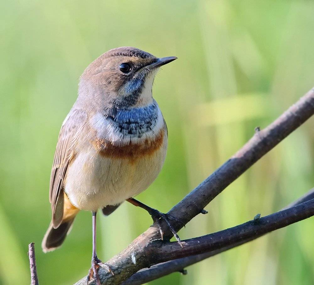 варакушка, Alexey Gnilenkov