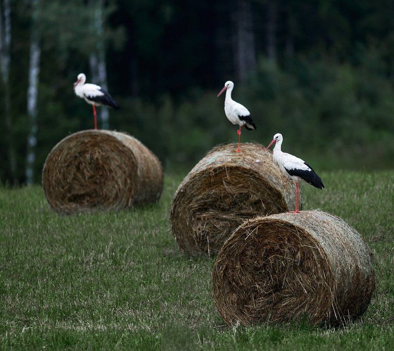 * * * фото превью