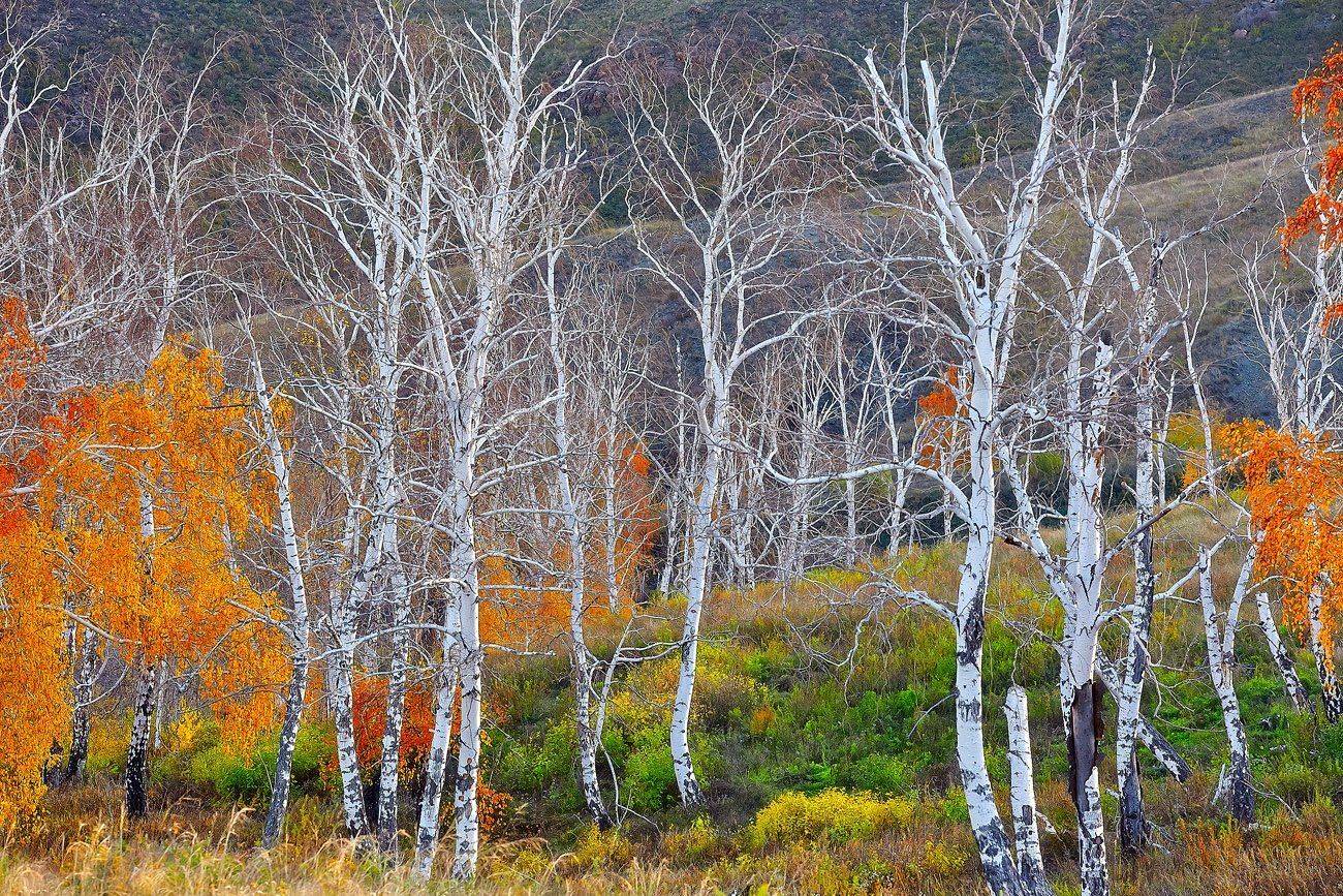, Качурин Алексей