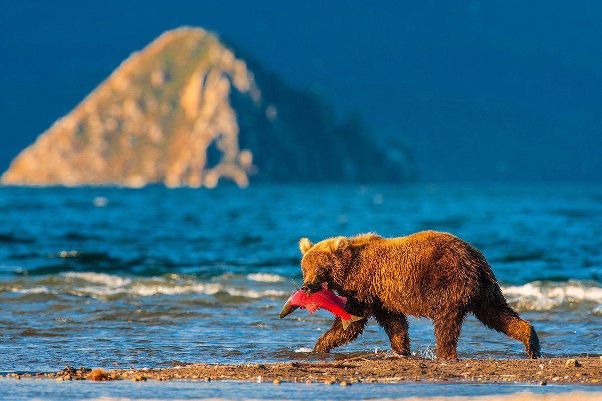 bear, kamchatka, sergei ivanov, бурый медведь, камчатка, курильское озеро, сергейиванов, южно-камчатский заказник, Сергей Иванов