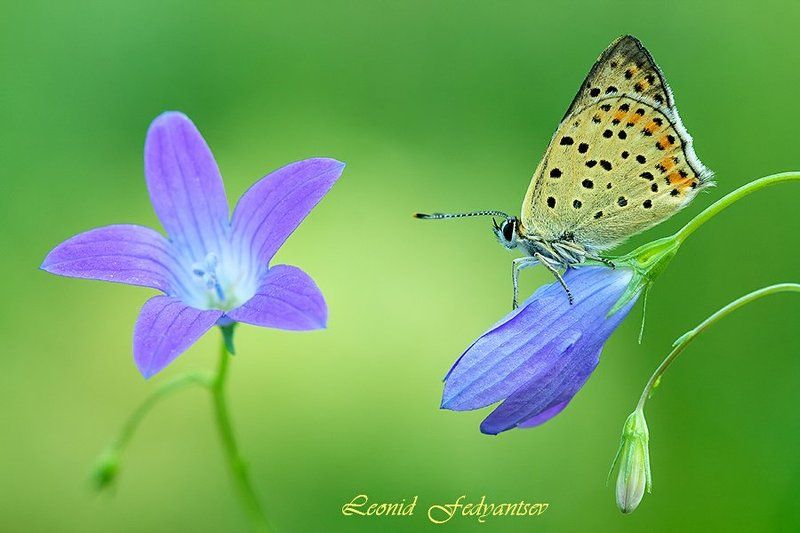 Луговой этюд с Титиром фото превью