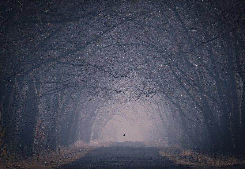 Туннель - лишь дверь?   А может путь в ... фото превью