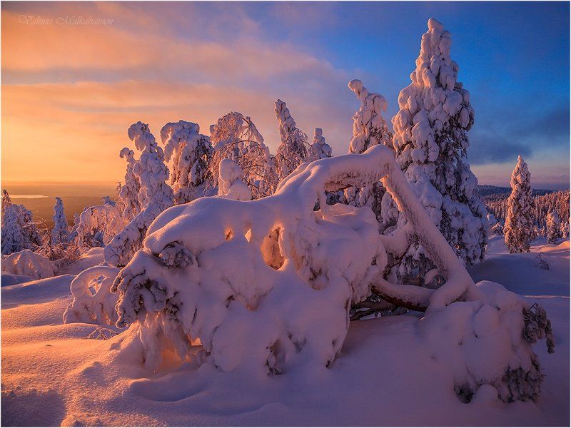 Краски снежной зимы ...