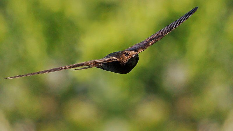 Стрижи фото превью