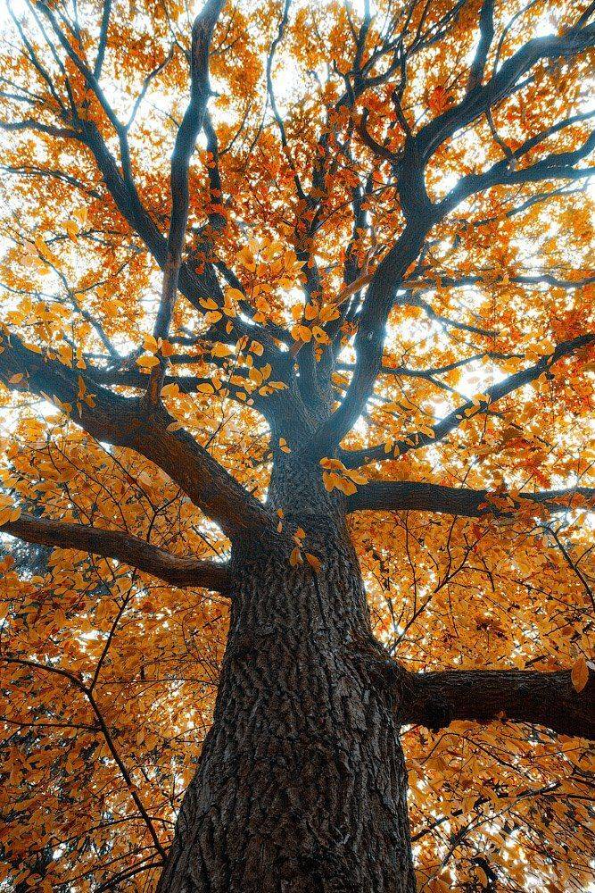 Дерево, Лес, Осень, Александр Аседач