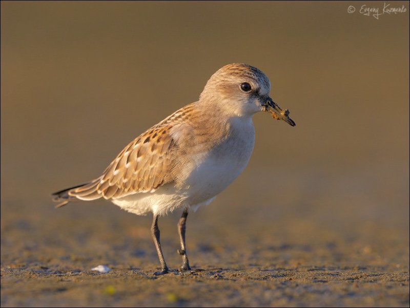 Песочник-красношейка, Птицы сахалина, Сахалин Песочник-красношейка фото превью