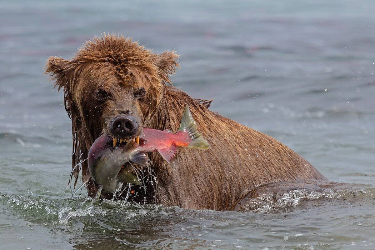 камчатка, медведь, рыба, озеро,, Денис Будьков