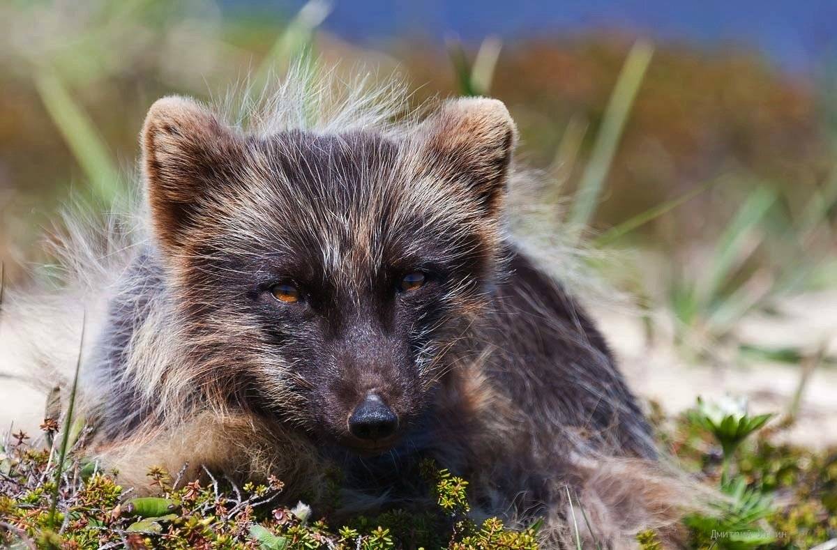 песец, командорский песец, остров беринга, Дмитрий Уткин