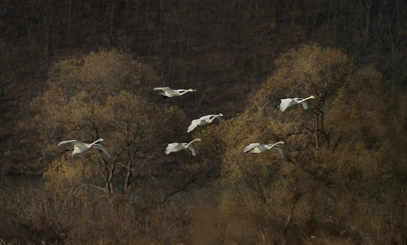 Swans in the autumn light фото превью