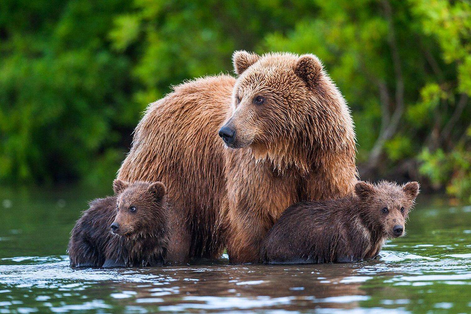 Sergei Ivanov, Бурый медведь, Камчатка дикая природа россии, Медвежата, СергейИванов, Южно-камчатский заказник, Сергей Иванов