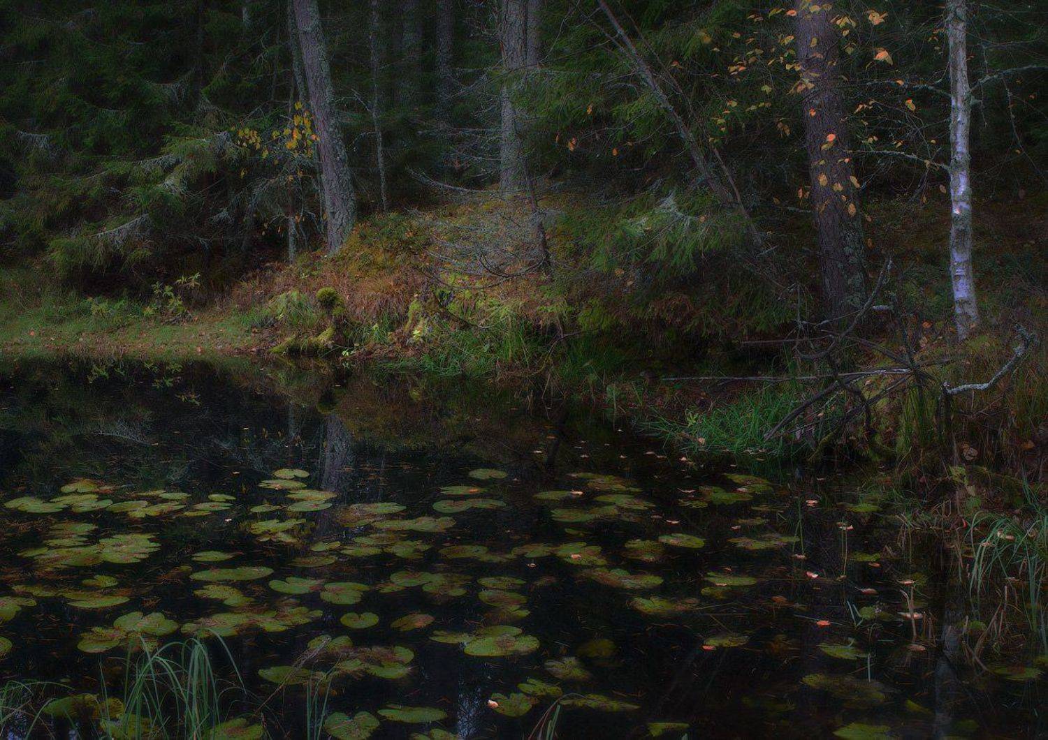 , Дмитрий Алексеев