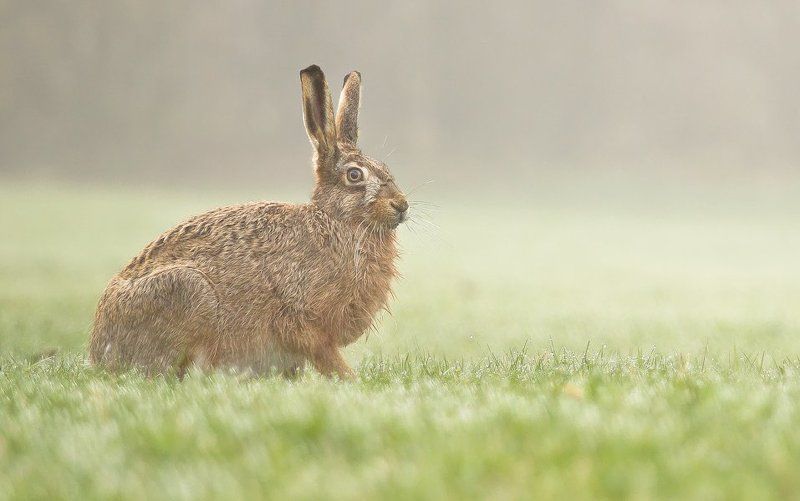 Shocked фото превью