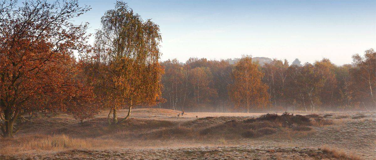 , Игорь Дубровский