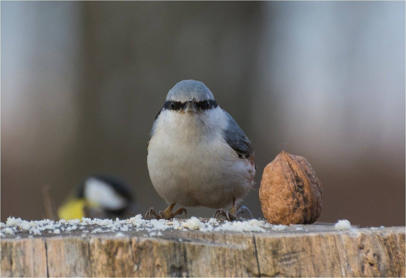 , Руслан Сигушин
