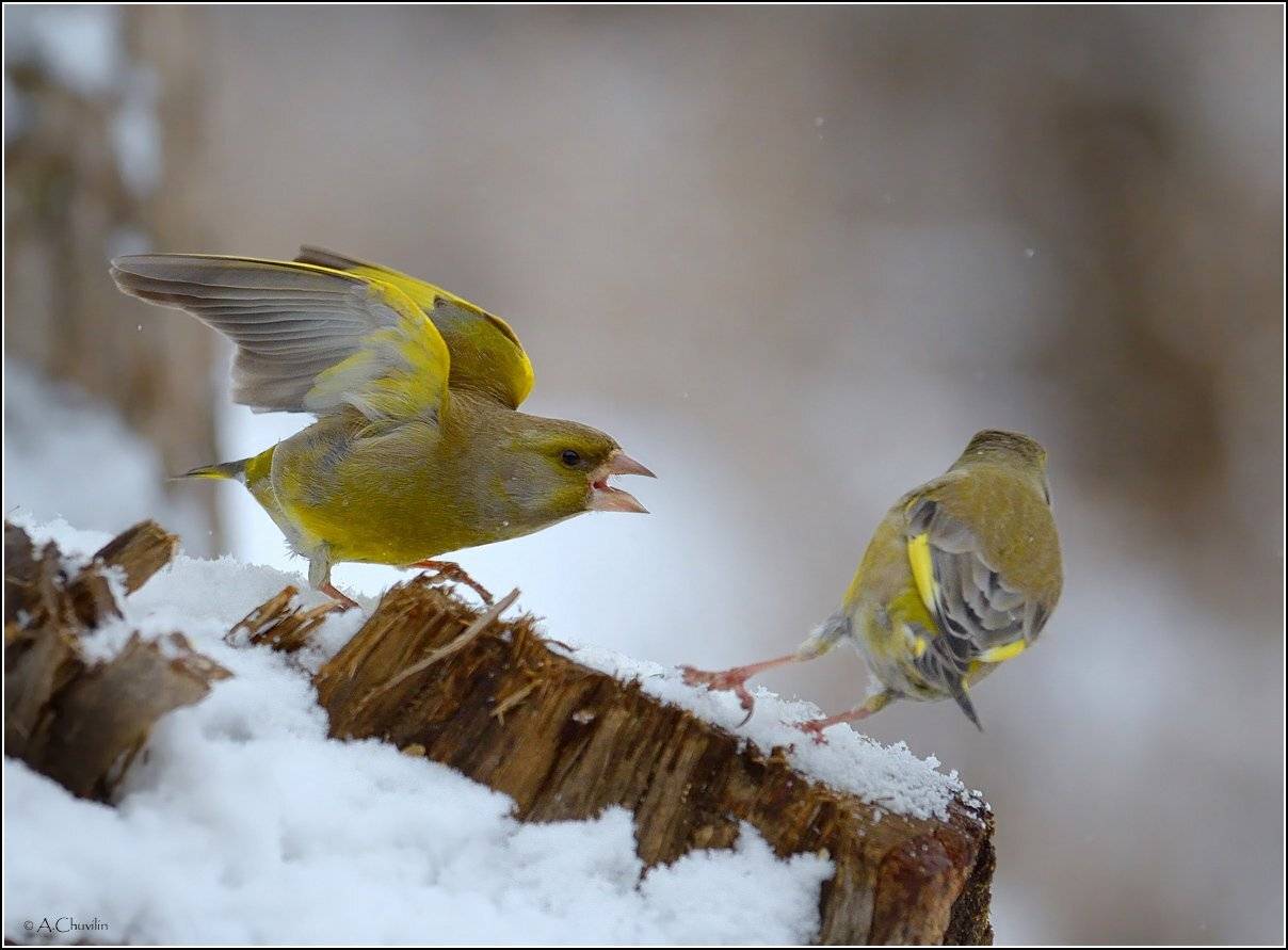 птицы,зеленушки,ссорятся,соловей,разбойник, Александр Чувилин