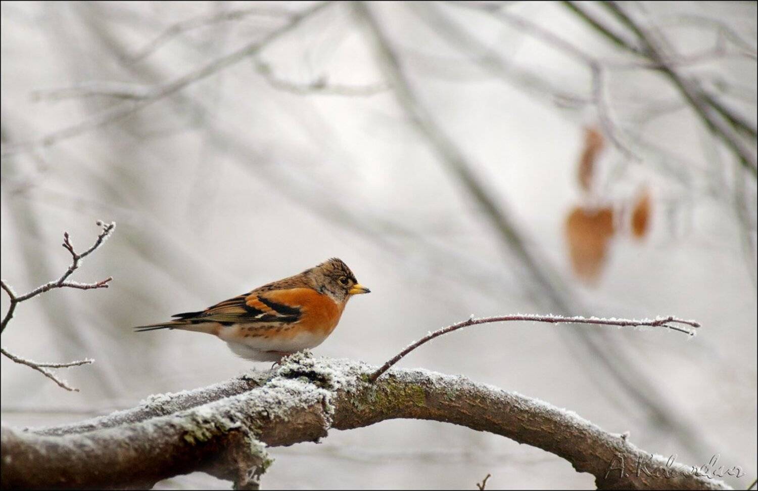 Вьюрок, Зима, Ковалевич А.
