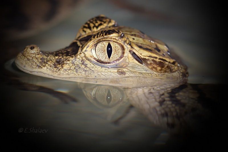 Spectacled caiman ,Кайман крокодиловый - Caiman crocodilus фото превью