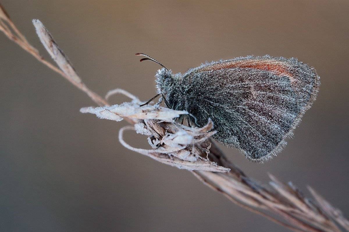 , Петриченко Валерий