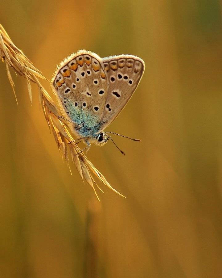 , Pawel Plucinski
