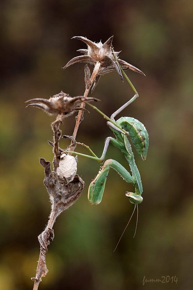 , Игорь ФУММ