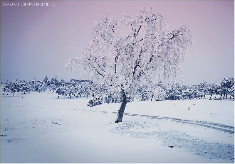 Tree фото превью