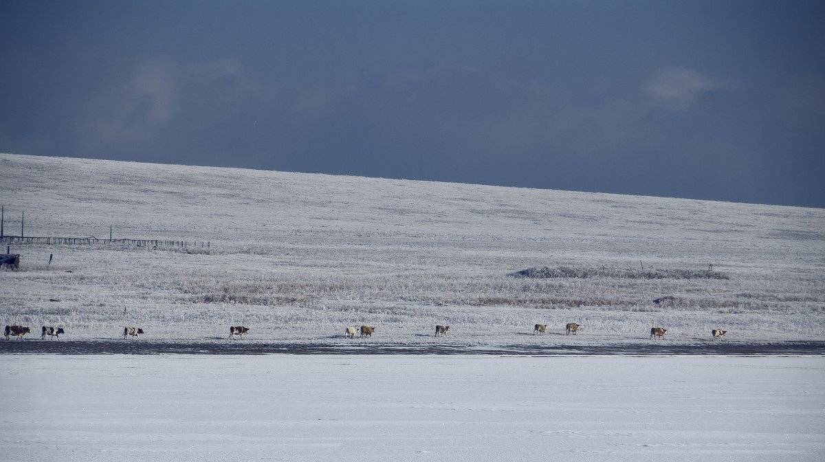 зима, караван, Николай Морский
