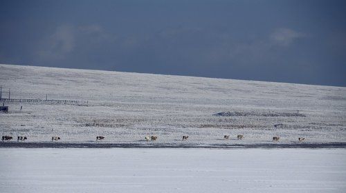 Караван в пути