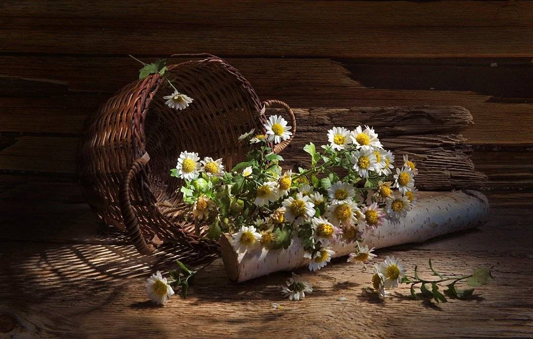 корзина, цветы, доски, сарай, Алла Шевченко