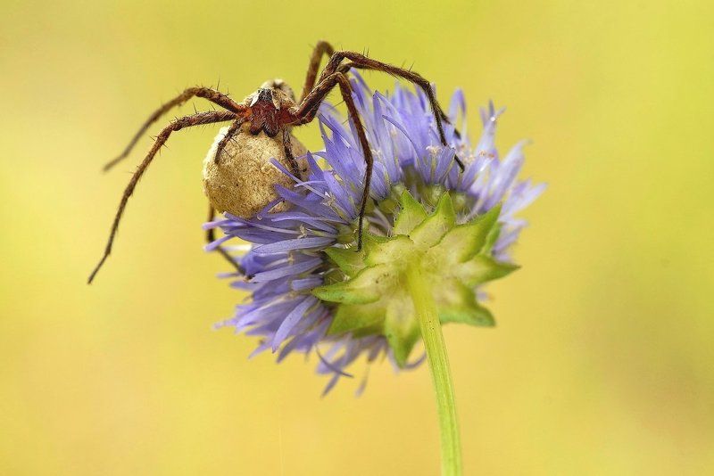 мама :) фото превью