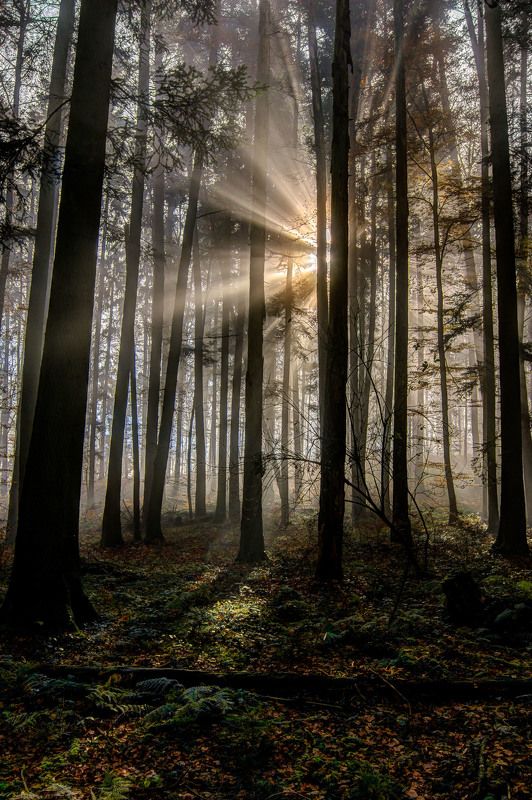 Magic forest фото превью